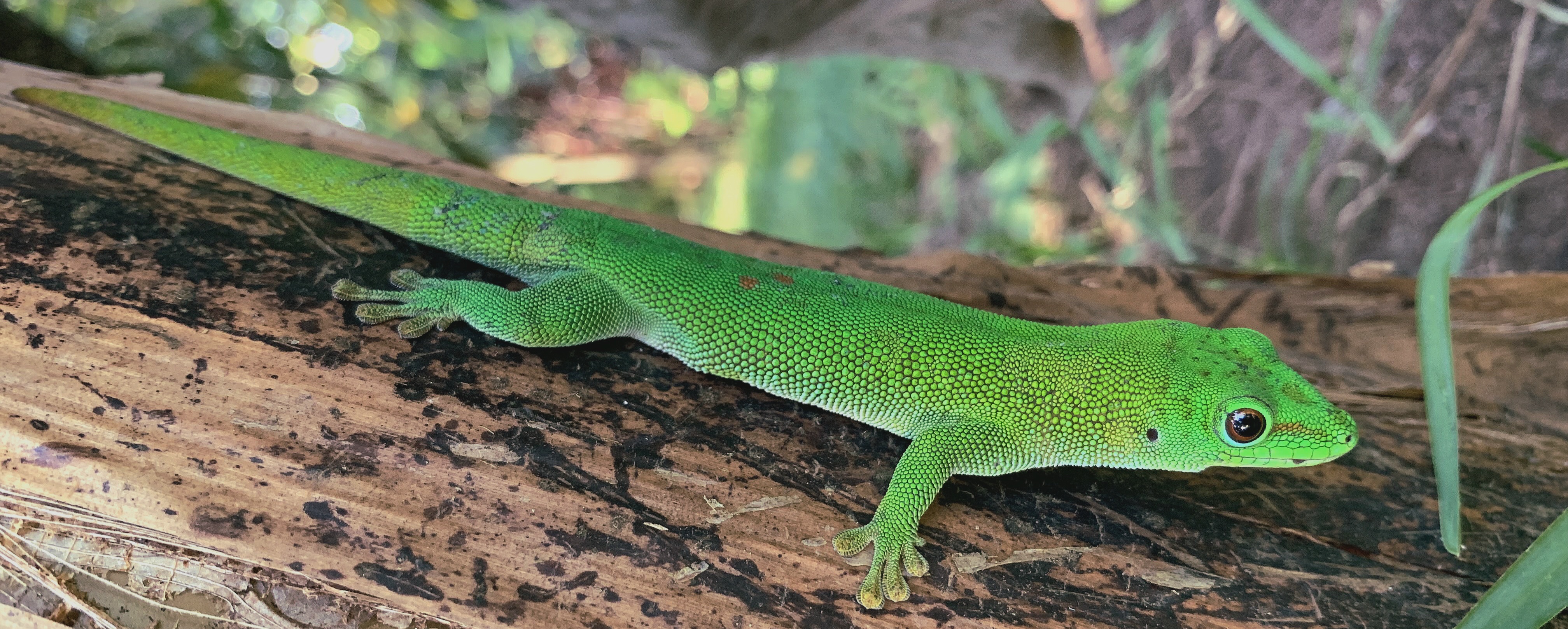 Excursion Nosy Iranja